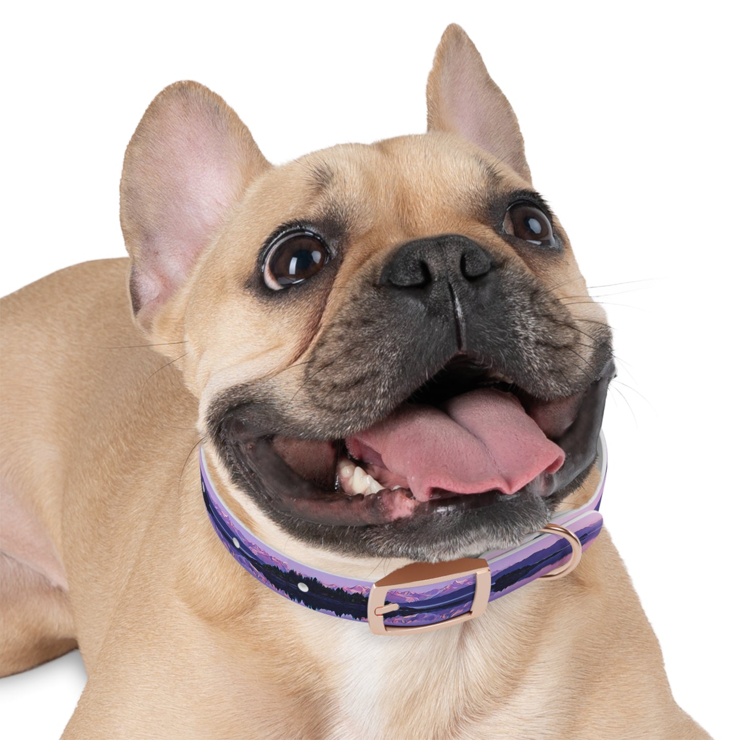 Dog Collar Alpenglow