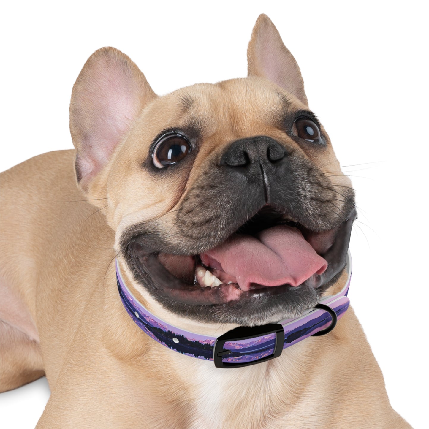 Dog Collar Alpenglow