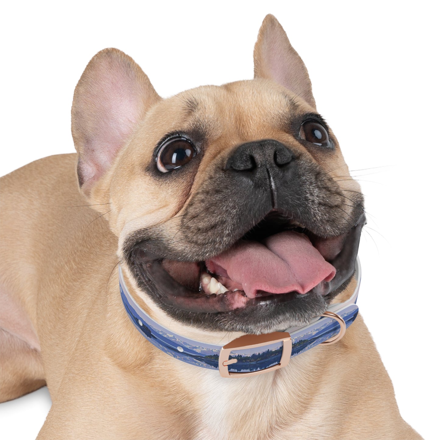 Dog Collar Morning Delight