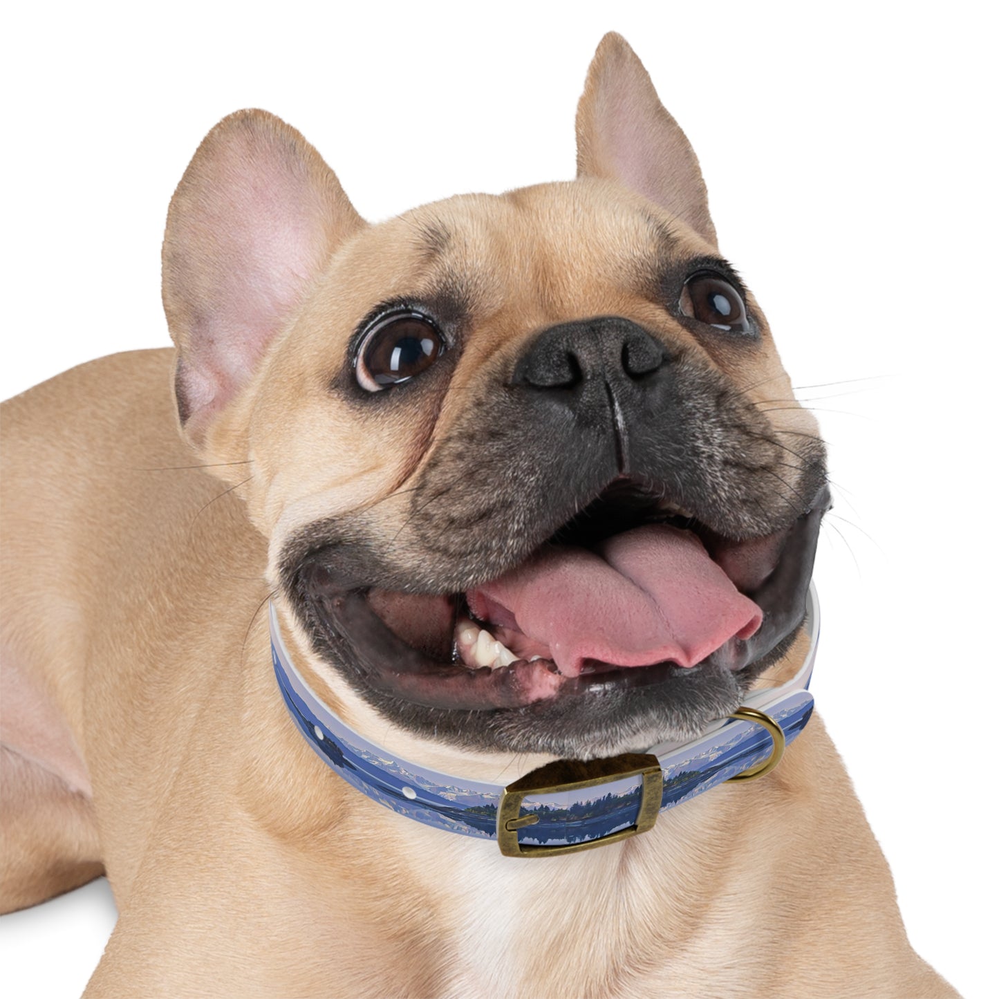 Dog Collar Morning Delight