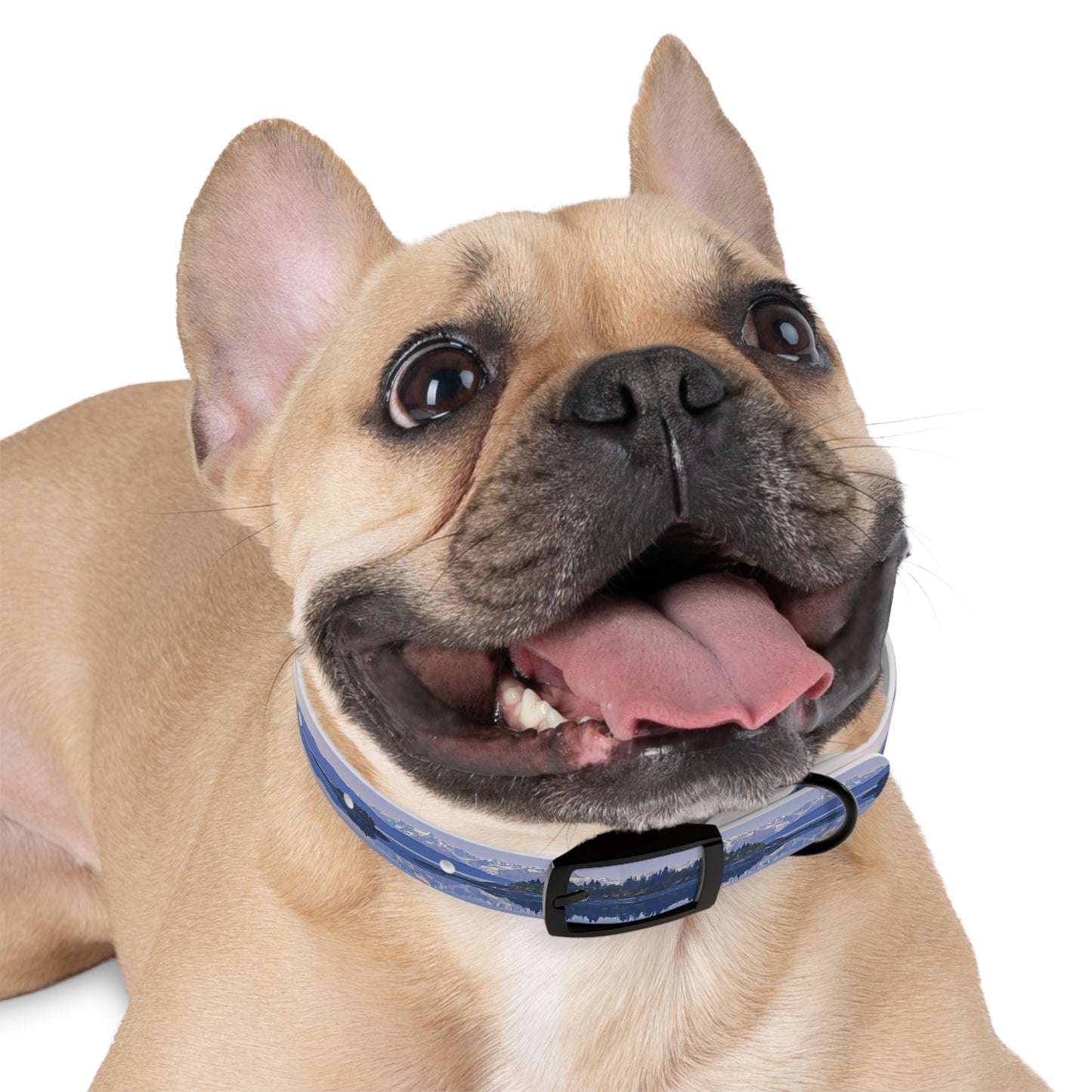 Dog Collar Morning Delight