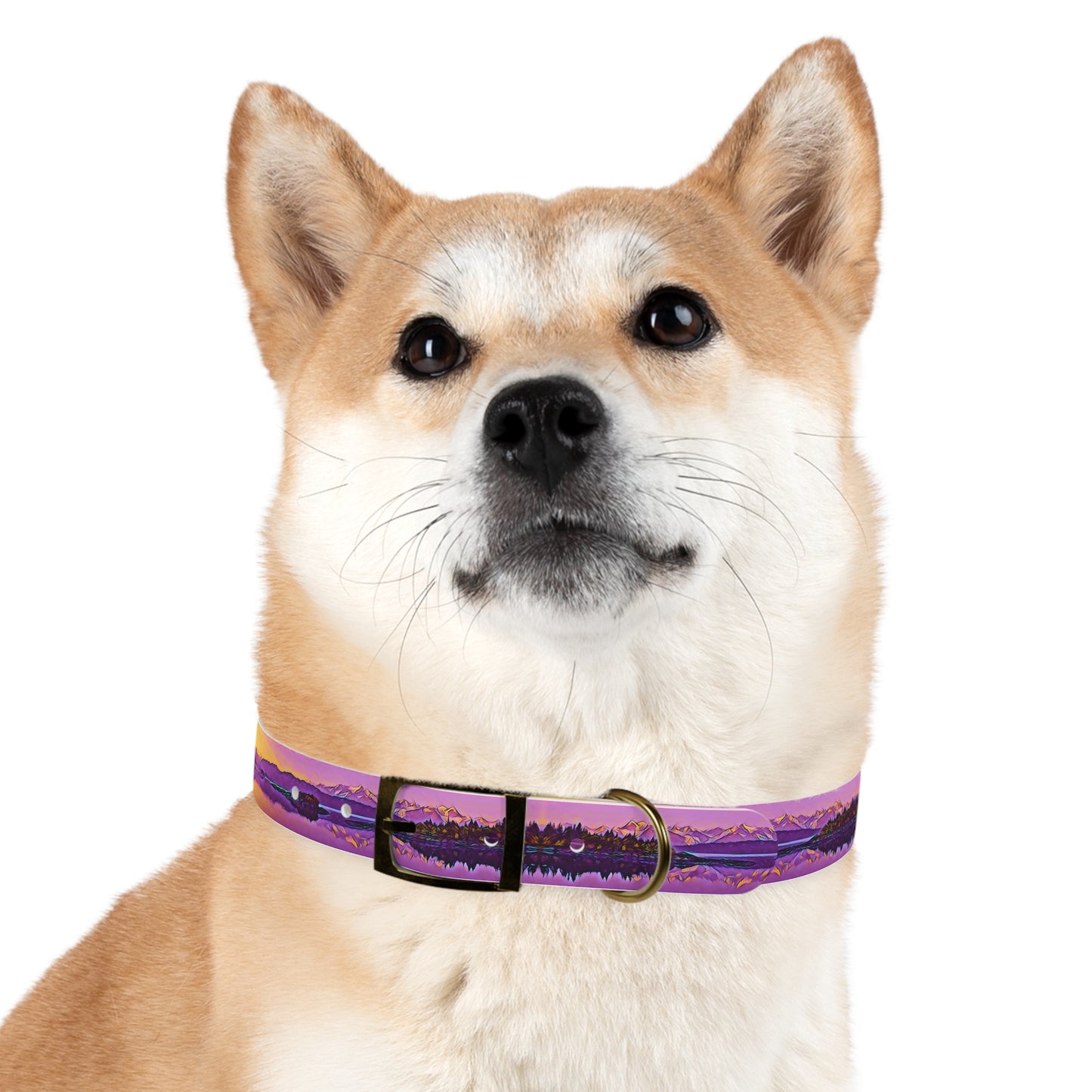 Dog Collar New Dawn